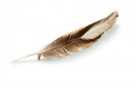Bird Feather